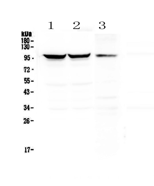 Anti-Dynamin 1/DNM1 Antibody Picoband®
