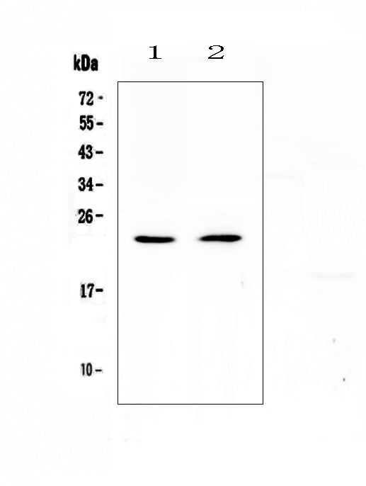 Anti-FNDC5 Antibody Picoband®