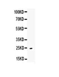Anti-CD252/Tnfsf4 Antibody Picoband®