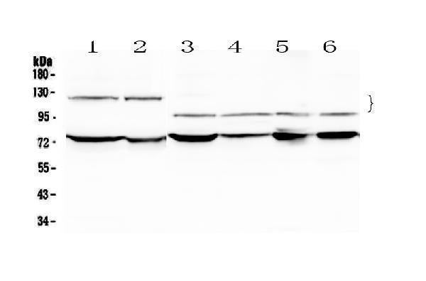 Anti-NFATC4 Antibody Picoband®