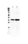 Anti-Six3 Antibody Picoband®