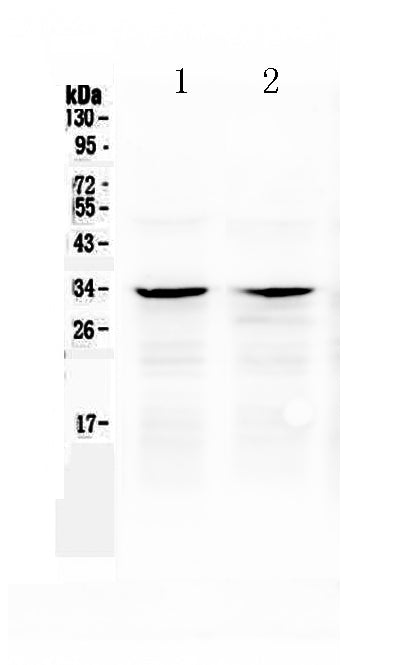 Anti-Caspase-6/CASP6 Antibody Picoband®