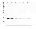 Anti-HE4/WFDC2 Antibody Picoband®