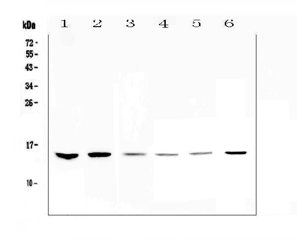 Anti-HE4/WFDC2 Antibody Picoband®