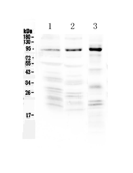 Anti-NPAS2 Antibody Picoband®