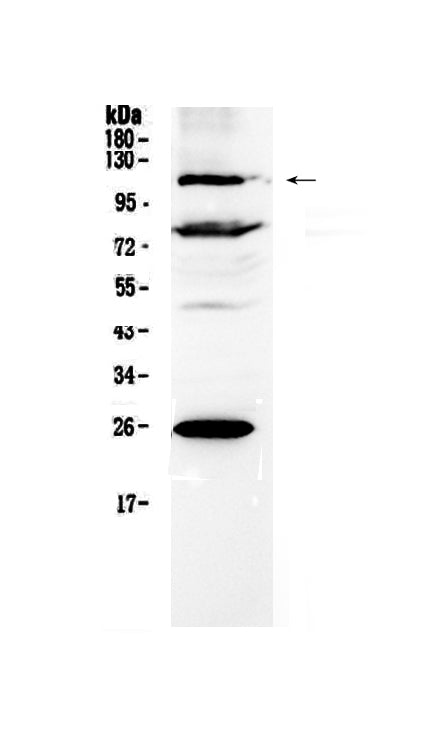 Anti-NFAT4/NFATC3 Antibody Picoband®