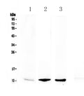 Anti-NAP2/Ppbp Antibody Picoband®