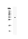Anti-Kallikrein 1/KLK1 Antibody Picoband®