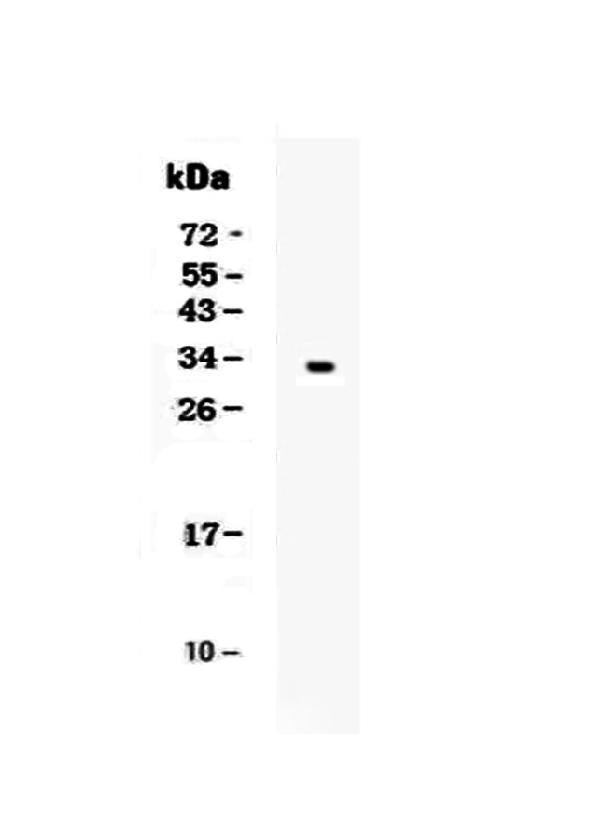 Anti-Kallikrein 1/KLK1 Antibody Picoband®