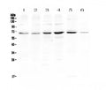 Anti-PIAS3 Antibody Picoband®