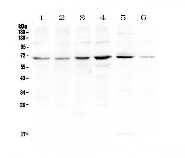 Anti-PIAS3 Antibody Picoband®