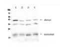 Anti-BAFF Receptor/Tnfrsf13c Antibody Picoband®