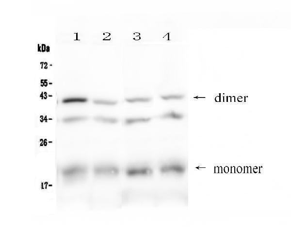 Anti-BAFF Receptor/Tnfrsf13c Antibody Picoband®