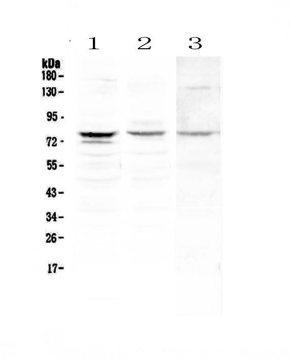 Anti-PLK2 Antibody Picoband®