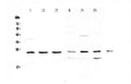Anti-RAB6A Antibody Picoband®