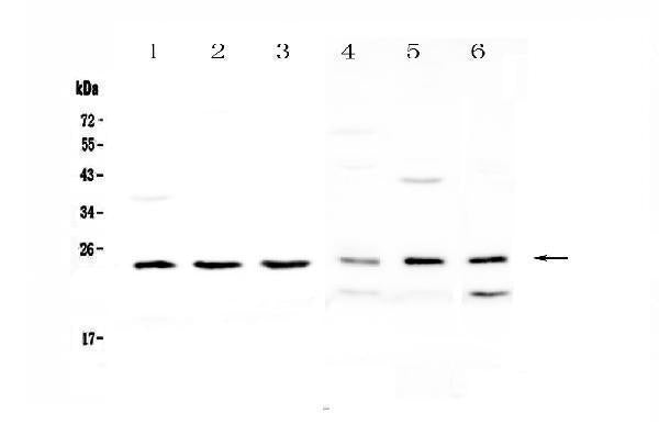 Anti-RAB6A Antibody Picoband®