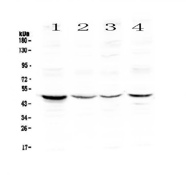 Anti-Caspase 4/CASP4 Antibody Picoband®