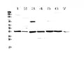 Anti-Caspase 4/Casp4 Antibody Picoband®