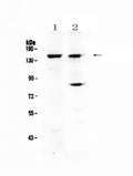 Anti-FBXL11/KDM2A Antibody Picoband®