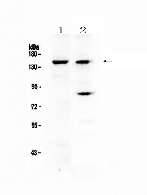 Anti-FBXL11/KDM2A Antibody Picoband®