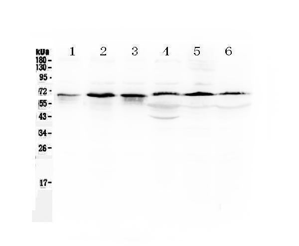 Anti-TRAF5 Antibody Picoband®