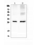Anti-Aquaporin 5/AQP5 Antibody Picoband®