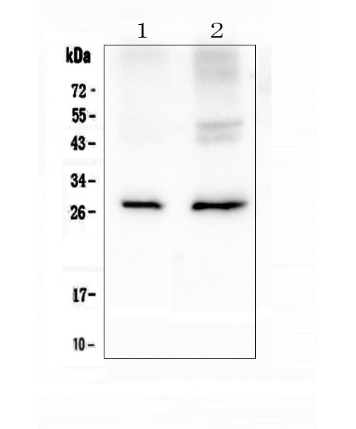 Anti-Aquaporin 5/AQP5 Antibody Picoband®