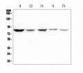 Anti-NOX5 Antibody Picoband®