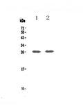 Anti-TNFRSF18 Antibody Picoband®