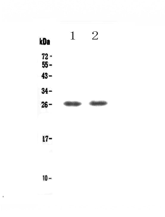 Anti-TNFRSF18 Antibody Picoband®