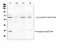 Anti-CD272/BTLA Antibody Picoband®