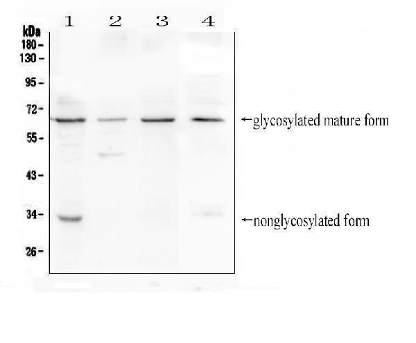 Anti-CD272/BTLA Antibody Picoband®