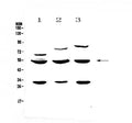 Anti-GSK3 alpha/GSK3A Antibody Picoband®
