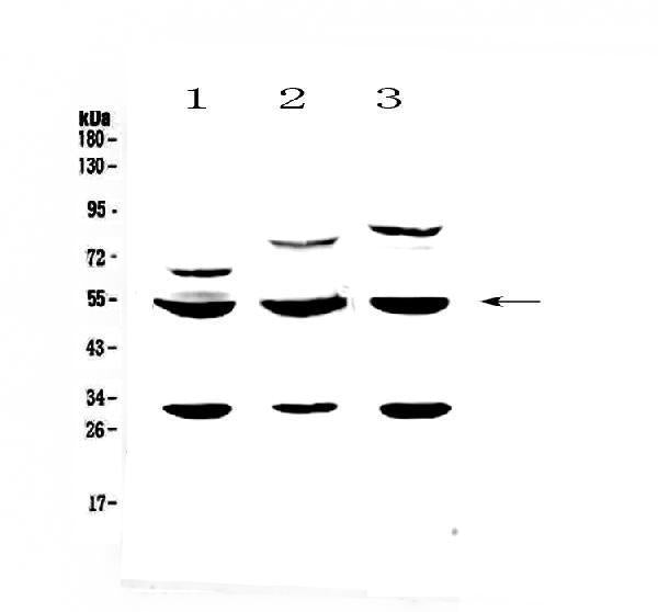Anti-GSK3 alpha/GSK3A Antibody Picoband®