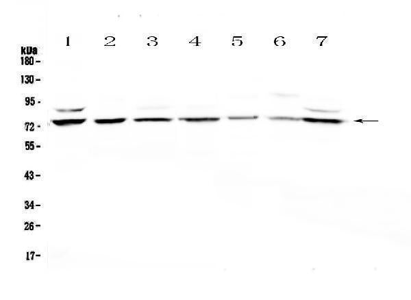 Anti-E74 like factor 1/ELF1 Antibody Picoband®