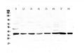 Anti-Thrombopoietin/THPO Antibody Picoband®