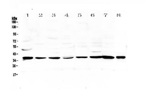 Anti-Thrombopoietin/THPO Antibody Picoband®