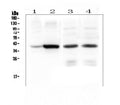 Anti-Thrombopoietin/THPO Antibody Picoband®