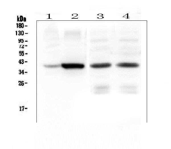 Anti-Thrombopoietin/THPO Antibody Picoband®