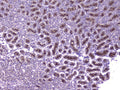 Anti-CCL8 Antibody