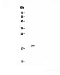 Anti-IL32 Antibody Picoband®