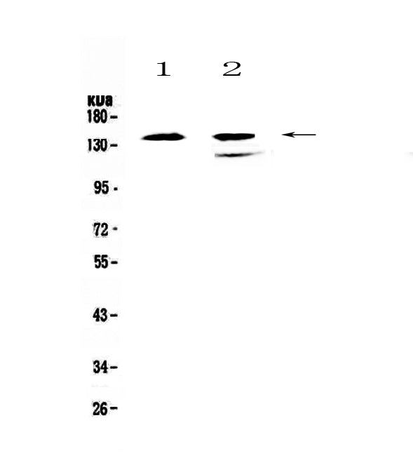 Anti-SHIP/INPP5D Antibody Picoband®
