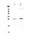 Anti-SLC31A1/CTR1 Antibody Picoband®