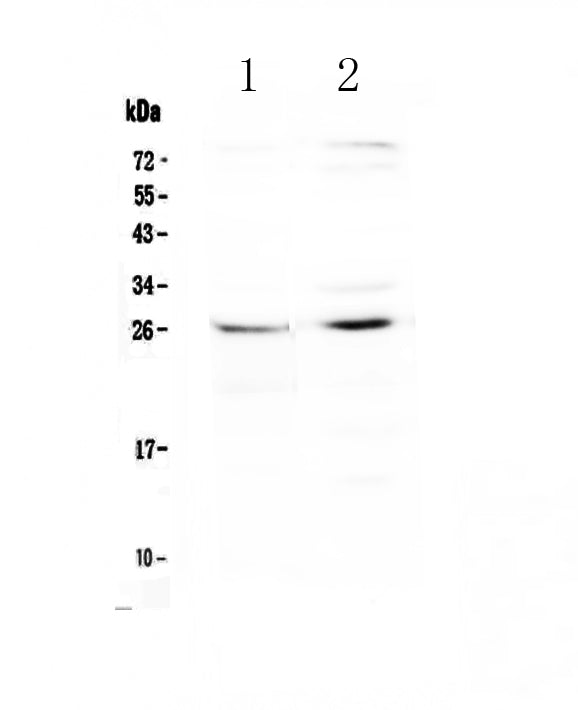 Anti-SLC31A1/CTR1 Antibody Picoband®