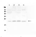 Anti-LMO2 Antibody Picoband®