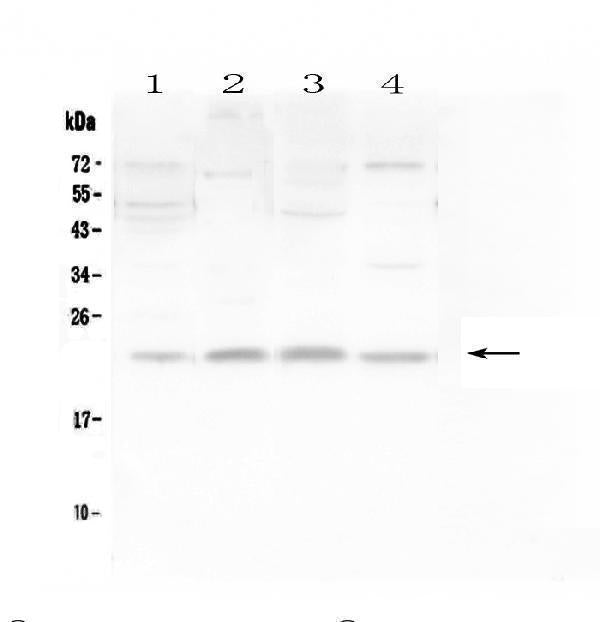 Anti-LMO2 Antibody Picoband®