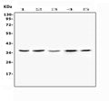 Anti-FRZB Antibody Picoband®