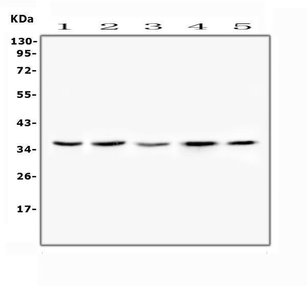 Anti-FRZB Antibody Picoband®