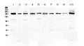 Anti-PCDH15 Antibody Picoband®