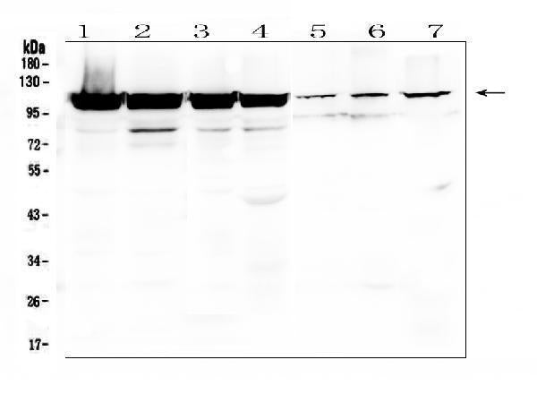 Anti-LONP1/Lon Antibody Picoband®
